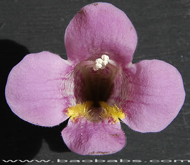 Maurandia (Asarina) erubescens